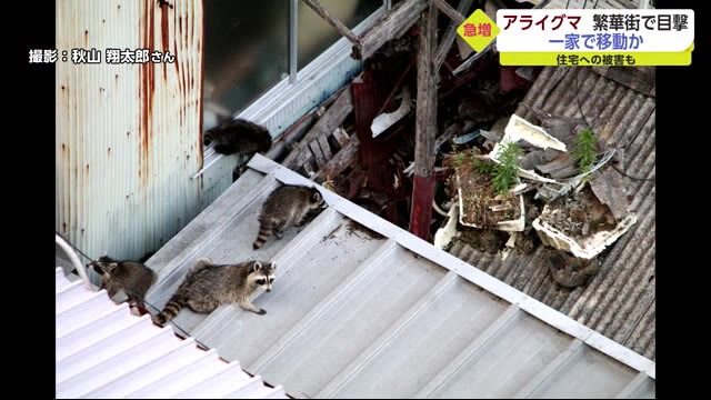 繁華街でアライグマの集団目撃！ アーケードの空き家に住み着いている可能性も【佐賀市】