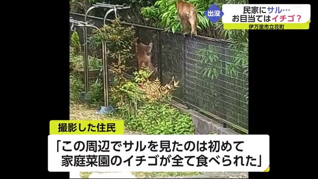 民家にサル出没 「家庭菜園で育てていたイチゴがすべて食べられた」【佐賀県伊万里市】