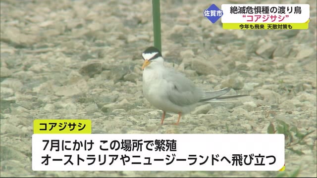 去年は猫などが捕食 今年こそ「なんとか巣立って」絶滅危惧種コアジサシ51羽が営巣【佐賀市】