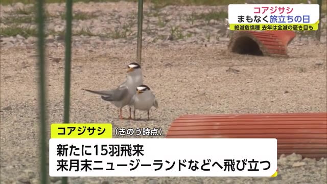 野鳥の会が3交代制で見守り…まもなく旅立ち 絶滅危惧種コアジサシ子育て中 【佐賀県】