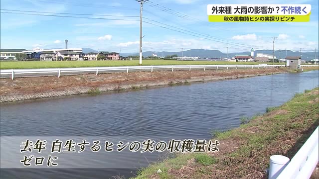 秋の味覚"ヒシ"が全滅 外来種カメが原因か？ 伝統のたらい「ハンギー」も姿消す【佐賀県】