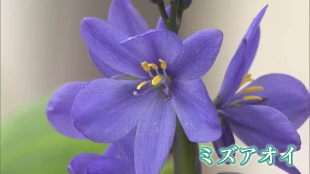 絶滅していた「ミズアオイ」 小学生が開花に成功！ 半世紀ぶりに秋を彩る 【佐賀県】