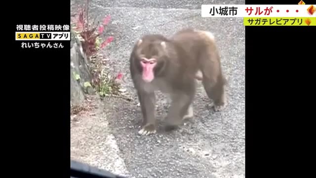 ノシノシと近づいてくるサル…このあと玄関先でサルは…【佐賀県】