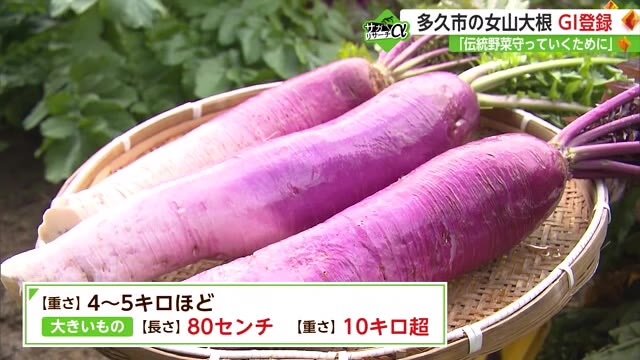 『女山大根』県内の農林水産物で初の"GI登録" 地域の伝統野菜を守る【佐賀県多久市】