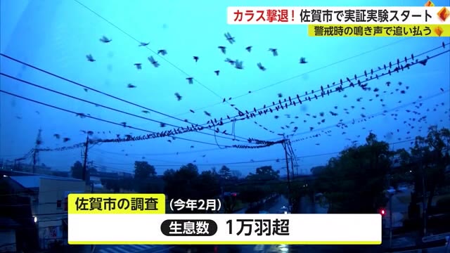 1万羽超のカラス撃退へ！ 「ふん害」に悩む県庁周辺で追い払い作戦スタート【佐賀県】