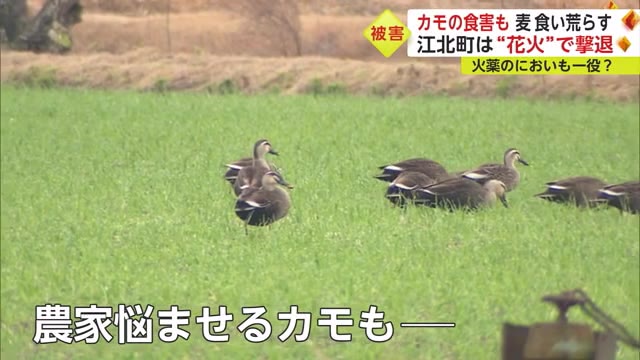 "カモ"の大群を花火で撃退！  麦を食い荒らす食害が深刻 近年は有明海の養殖ノリも被害に【佐賀県】