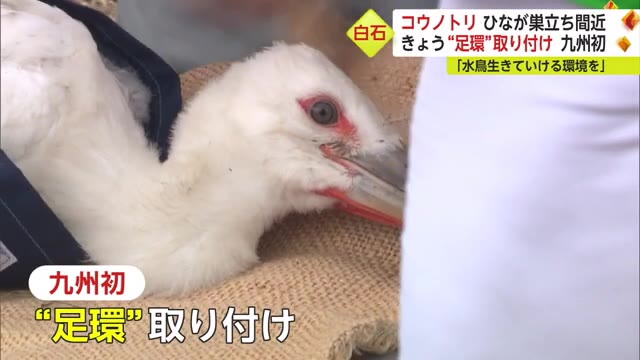 絶滅危惧種「コウノトリ」が電柱で子育て ヒナに出生地などを記した「足環」取り付け【佐賀県白石町】