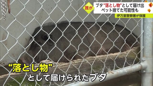 警察にブタの“落とし物” 飼い主はどこに？【佐賀県伊万里市】