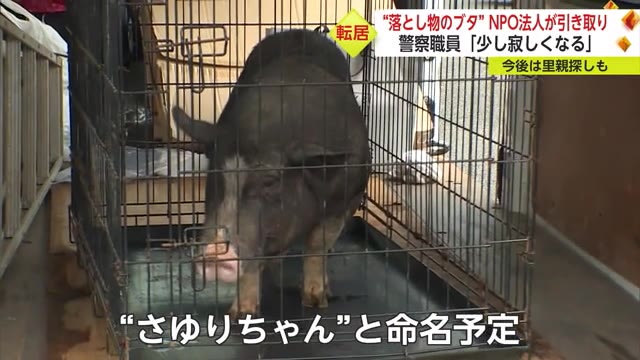 "落とし物のブタ" 「さゆりちゃん」と命名 NPO法人が引き取り【佐賀県】