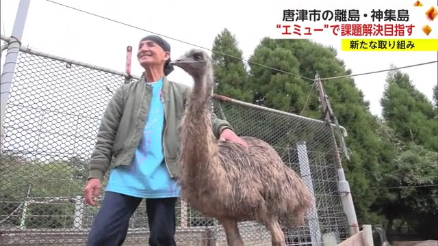 離島の課題解決に期待 唐津市の離島・神集島で"ある動物"が放牧【佐賀県】