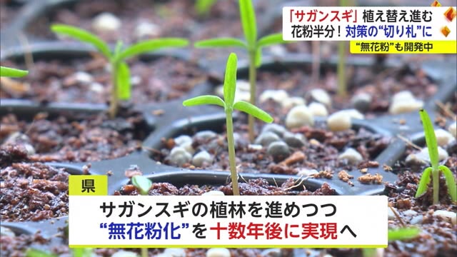 花粉半分！佐賀県が開発した「サガンスギ」の植え替え順調【佐賀県】