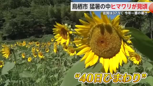 鳥栖市でひまわり見頃 佐賀市では37.9度と今年一番の暑さに【佐賀県】