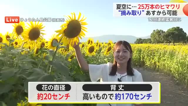 ≪中継≫夏空に25万本のヒマワリ 2日からは摘み取り可能【佐賀県】