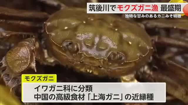 筑後川で「モクズガニ漁」最盛期迎える 上下水道の整備で水質回復し漁獲量も回復【佐賀県】