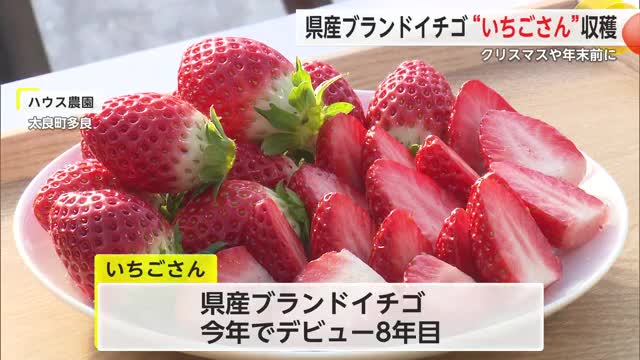 デビュー8年目「いちごさん」クリスマスに向け収穫に追われる 今シーズン4500トン出荷予定【佐賀県】