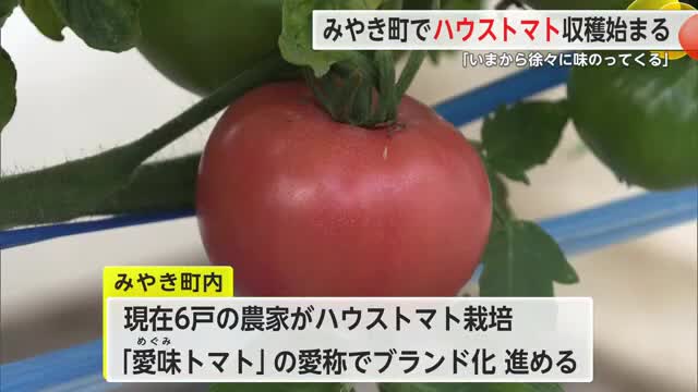 みやき町でブランド化進めるトマトの収穫始まる 「2月にかけて味がのってくる」【佐賀県】