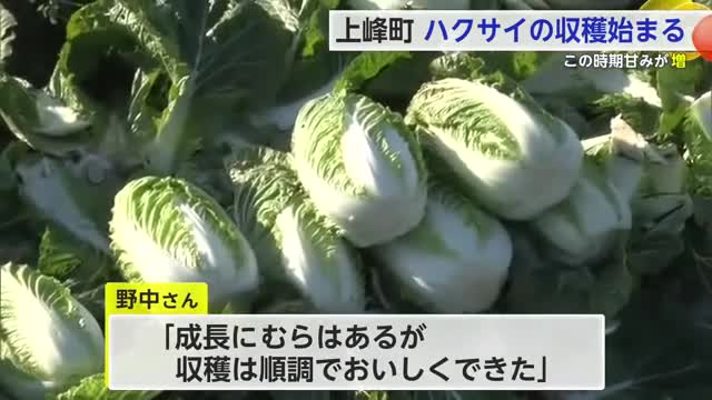 この時期は甘い!「上峰白菜」収穫始まる ブランド化取り組むも生産者減り現在は1戸に 【佐賀県】