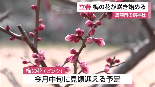 【立春】唐津市の鏡神社の梅が開花 【佐賀県】