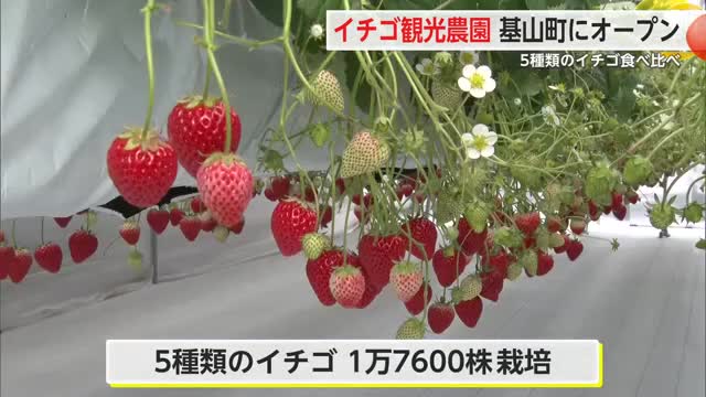 ５種類のイチゴ栽培！基山町に観光農園オープン【佐賀県】