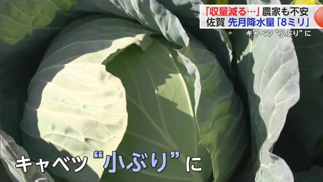 1月の降水量わずか“8ミリ”水不足で農作物の生育遅れる【佐賀県】