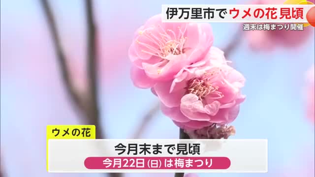 伊万里市 ウメが例年より早く見頃迎える 週末は「梅まつり」【佐賀県】