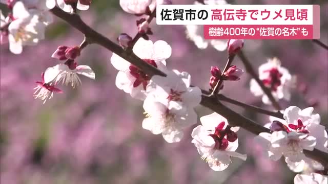 佐賀市の寺でウメの花500本が見頃 樹齢400年の"佐賀の名木"も咲き始め【佐賀県】