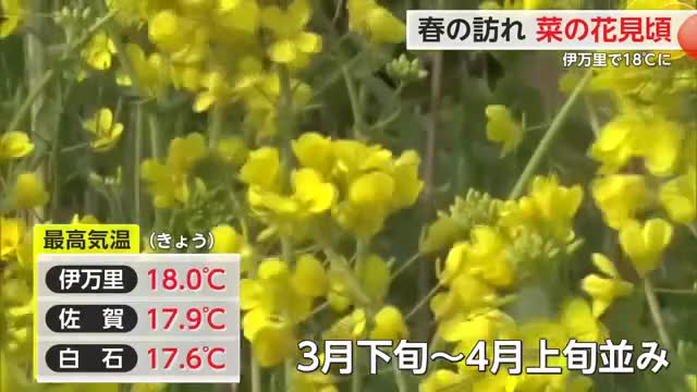 神埼市で菜の花が見頃！県内最高気温 伊万里で18℃【佐賀県】