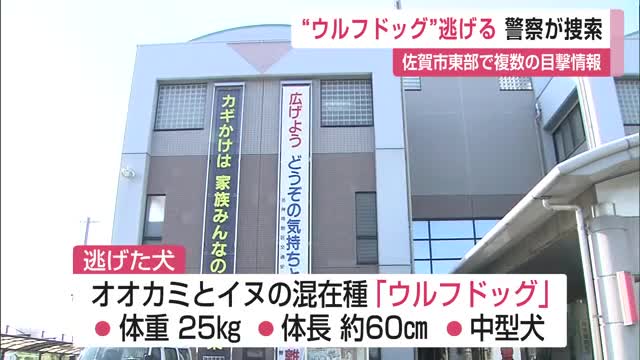 「見つけたら近づかないで」ウルフドッグ逃走 佐賀市東部で複数目撃情報【佐賀県神埼市】