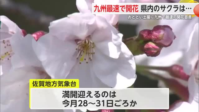 九州最速 県内でサクラ咲き始める  満開は3月28日から31日頃予想【佐賀県】