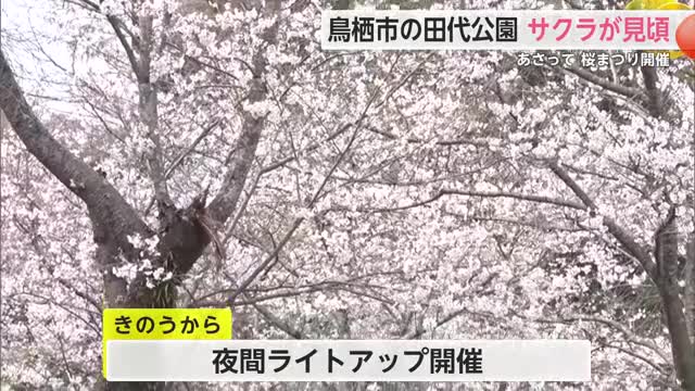 「とす弥生桜まつり」開催 約600本のソメイヨシノ 鳥栖市田代公園で見ごろ迎える【佐賀県】