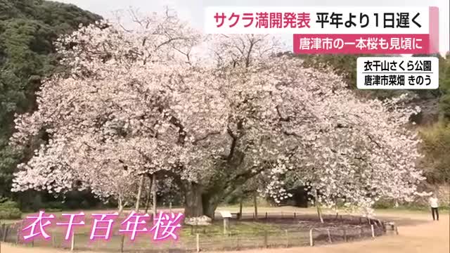 樹齢100年超 唐津の「衣干百年桜」も満開 佐賀地方気象台がサクラの満開を発表【佐賀県】