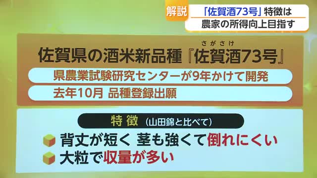 「農家の所得向上につながる酒米であってほしい」佐賀が9年かけて開発した新品種「佐賀酒73号」【佐賀】