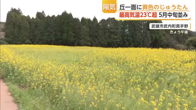 丘一面に広がる菜の花 5月中旬並みのポカポカ陽気に誘われ見物客【佐賀・武雄市】