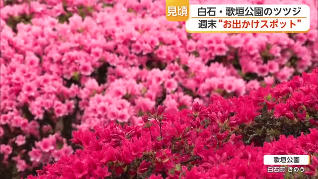 白・ピンク・赤の約7万本のツツジ 白石町の歌垣公園で例年より早く見ごろ迎える【佐賀県】