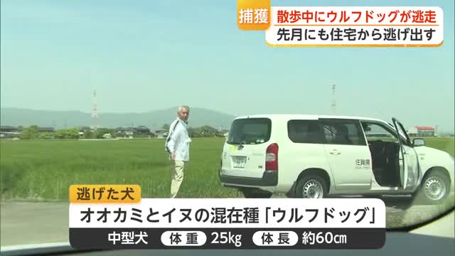 ウルフドッグ逃走 3月に続き2度目 民家近くの農道で捕獲される 保健所が飼い主に注意【佐賀県】