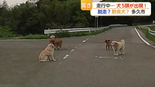 【ドラレコ映像】県道に犬5匹が出現！道路の真ん中で「座り込み」飼い犬？野良犬?【佐賀県】