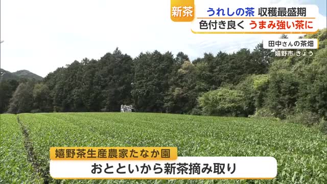 初入札で過去最高値「うれしの茶」嬉野市茶畑で新茶摘み取り開始【佐賀県】