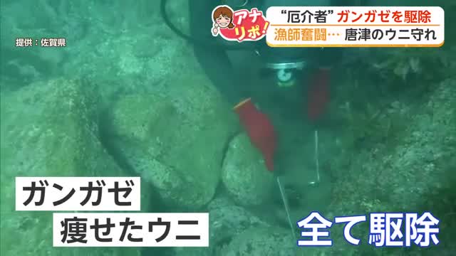 1年間で86万個を駆除 唐津・玄海地区の海を蘇らせた「ガンガゼバスターズ」【佐賀県】