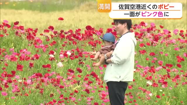 「花見たら心も幸せに」佐賀空港近くの色鮮やかなポピー見頃　佐賀を訪れる人を出迎え【佐賀県】