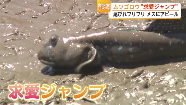 絶滅危惧種ムツゴロウの求愛ジャンプ 夏にかけて産卵のピークを迎える【佐賀県】