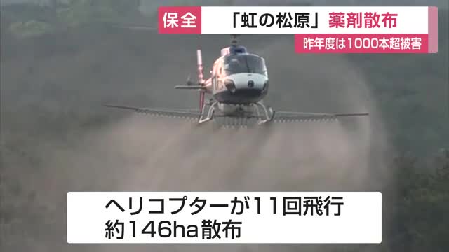 「虹の松原」を害虫から守るため上空から薬剤散布　昨年度は1000本超の被害木【佐賀県】