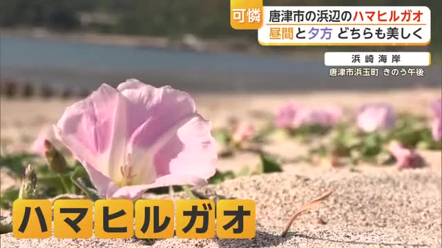 唐津市浜崎海岸で咲くハマヒルガオ 6月中旬まで楽しめる【佐賀県】