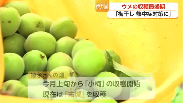 今年のウメは「小ぶりだけど豊作」伊万里で収穫の最盛期を迎える【佐賀県】