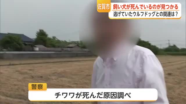 3度目の逃走ウルフドッグを捕獲　近くで飼い犬死ぬ　因果関係不明も住民から不安の声【佐賀県】