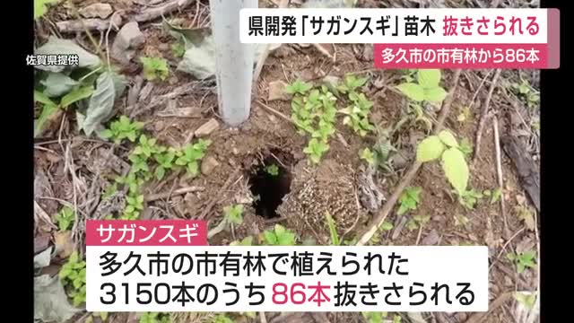 「サガンスギ」苗木86本抜き去られる　花粉半減期待の新スギに被害【佐賀県】