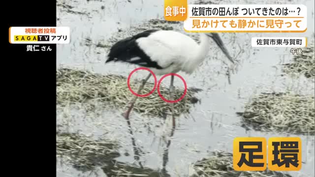 足環つけたコウノトリ　白石町生まれの「かのん」か　佐賀市の田んぼで2時間食事【佐賀県】
