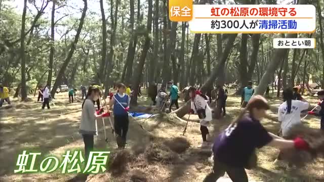 「虹の松原を守りたい」高校生ら300人が清掃活動　松葉や枯れ枝拾いで汗を流す【佐賀県】