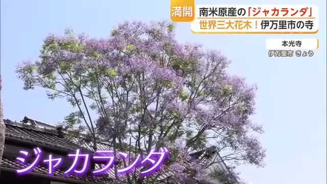 “世界三大花木”ジャカランダが見頃　「寺にふさわしい木」の理由は？【佐賀県】