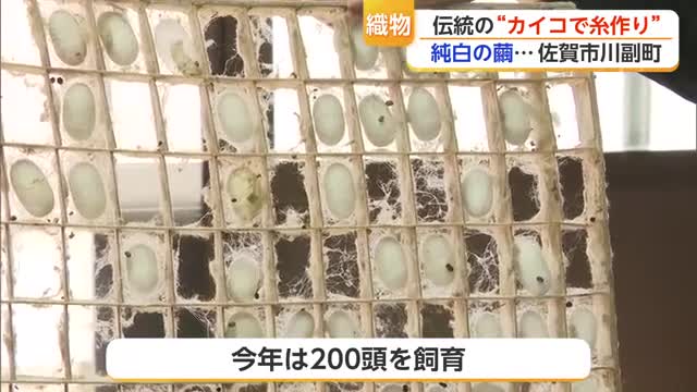 「手織りに敵うものはない」佐賀市で今では珍しいカイコ飼育と生糸作り【佐賀県】
